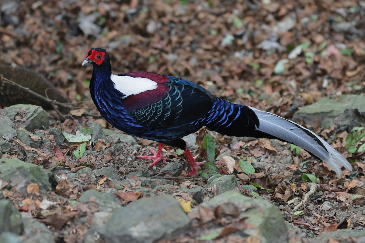  Gà lôi lam mào trắng (Lophura edwardsi). Kích thước: Dài 58-65 cm. Khu vực phân bố: Quảng Bình, Quảng Trị, Thừa Thiên - Huế. Tình trạng bảo tồn: Cực kỳ nguy cấp (Sách Đỏ IUCN); Nguy cấp (Sách Đỏ Việt Nam); IB-NĐ06/2019.