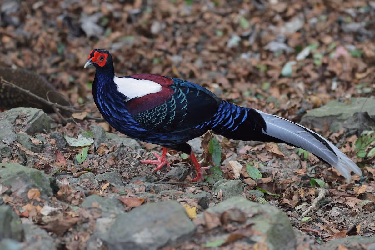  Gà lôi lam mào trắng (Lophura edwardsi). Kích thước: Dài 58-65 cm. Khu vực phân bố: Quảng Bình, Quảng Trị, Thừa Thiên - Huế. Tình trạng bảo tồn: Cực kỳ nguy cấp (Sách Đỏ IUCN); Nguy cấp (Sách Đỏ Việt Nam); IB-NĐ06/2019.