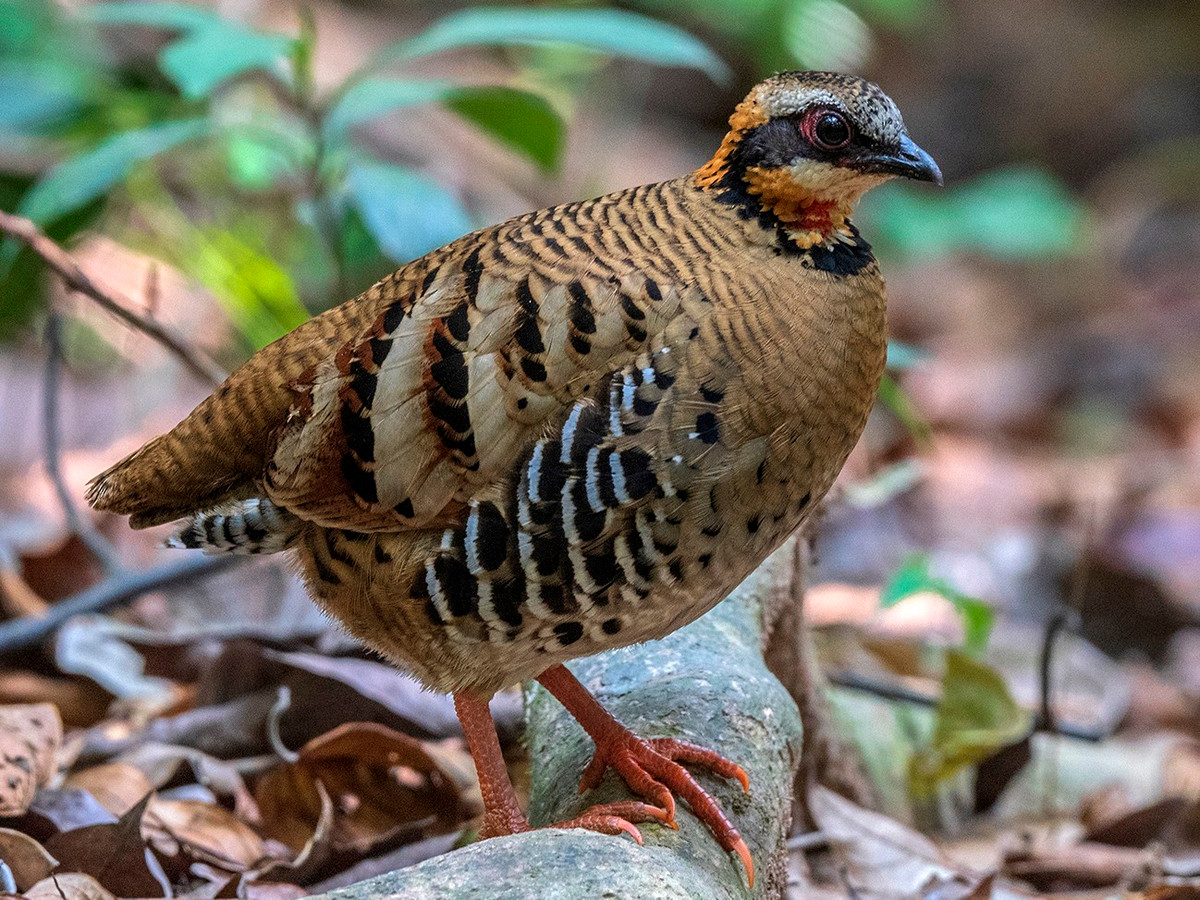  Gà so cổ hung (Arborophila davidi). Kích thước: Dài 26-27 cm. Khu vực phân bố: Nam Bộ. Tình trạng bảo tồn: Sắp bị đe dọa (Sách Đỏ IUCN); Nguy cấp (Sách Đỏ Việt Nam); IB-NĐ06/2019.