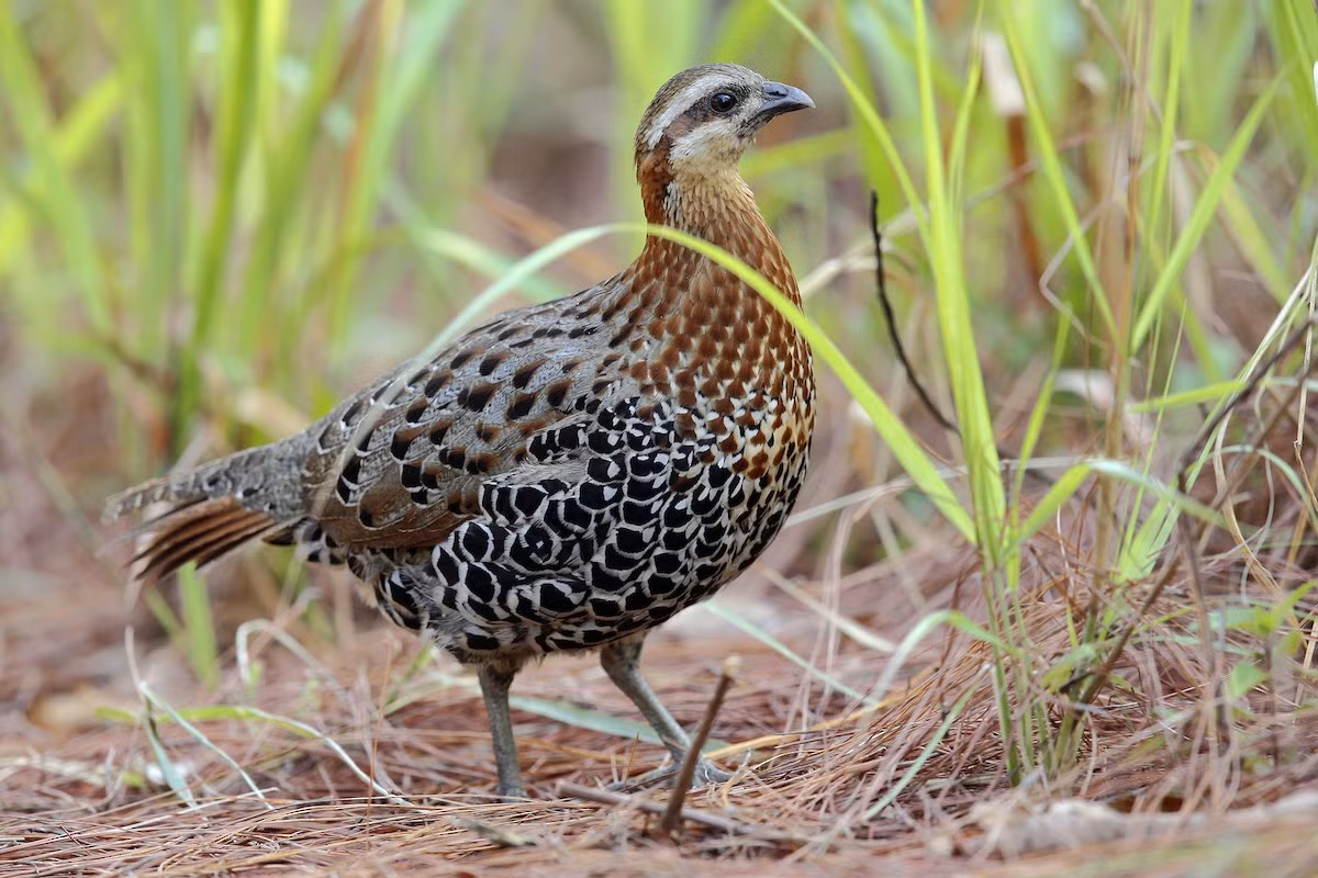  Gà so (Bambusicola fytchii). Kích thước: Dài 25-30 cm. Khu vực phân bố: Lào Cai (Sa Pa) và Lai châu. Tình trạng bảo tồn: Ít quan tâm (Sách Đỏ IUCN).