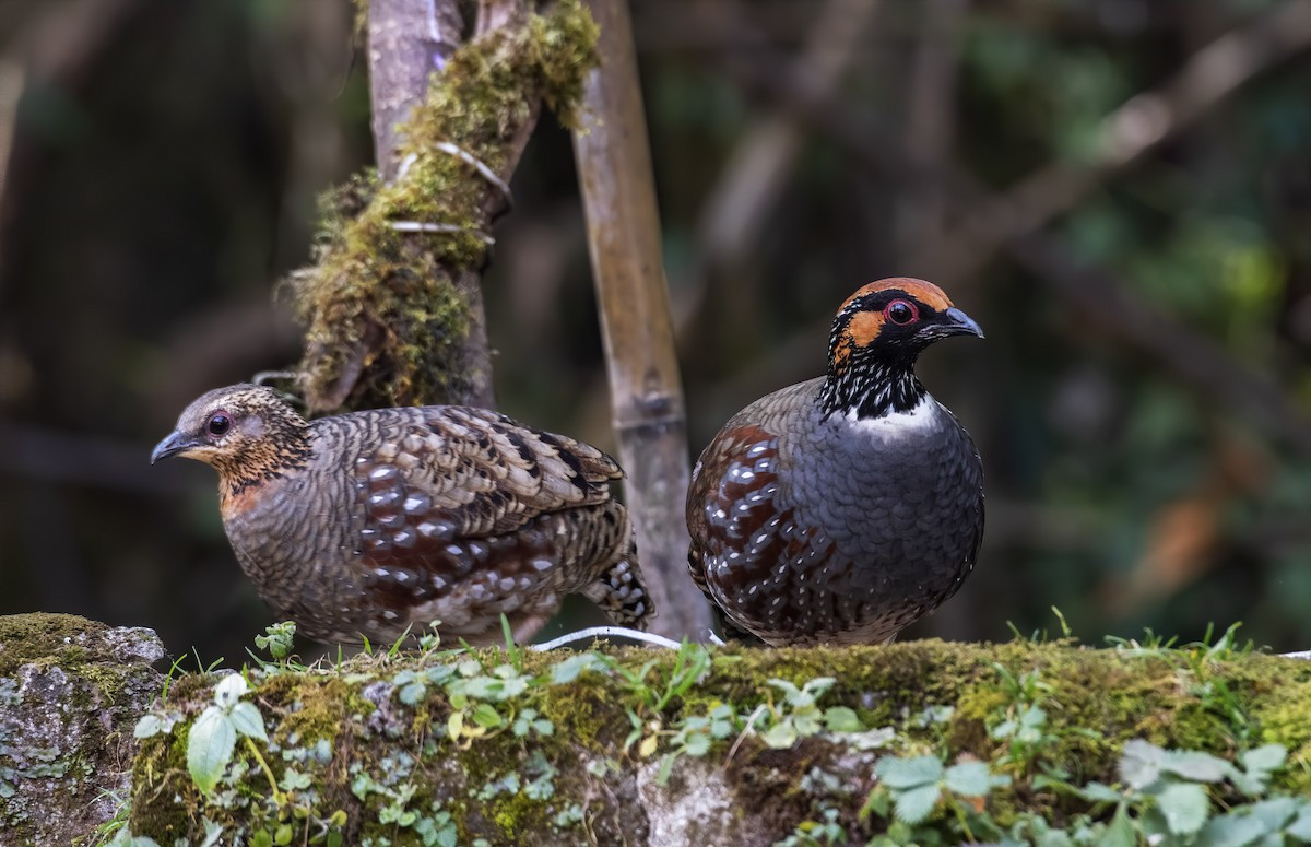  Gà so họng đen (Arborophila torqueola). Kích thước: Dài 27-30 cm. Khu vực phân bố: Tây Bắc. Tình trạng bảo tồn: Ít quan tâm (Sách Đỏ IUCN).