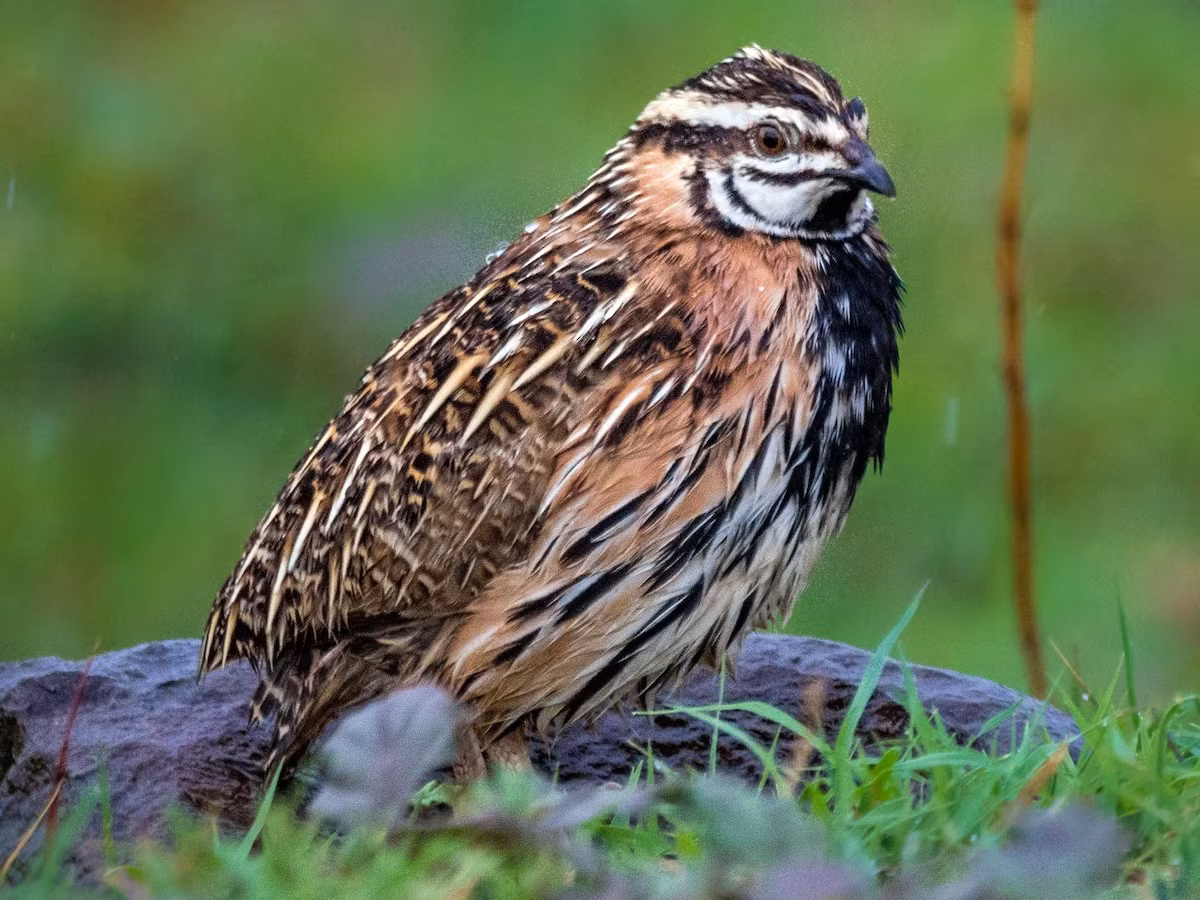  Cay Ấn Độ hay chim cút mưa (Coturnix coromandelica). Kích thước: Dài 17-19 cm. Khu vực phân bố: Nam Trung Bộ và Đồng Nai. Tình trạng bảo tồn: Ít quan tâm (Sách Đỏ IUCN).
