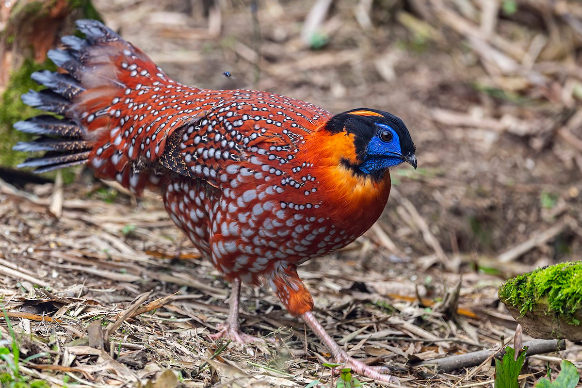  Gà lôi tía (Tragopan temminckii). Kích thước: Dài 55-64 cm. Khu vực phân bố: Lào Cai (Sa Pa, trên độ cao 2.000–3.000 mét), Yên Bái (Mù Cang Chải, độ cao 1.600 mét). Tình trạng bảo tồn: Ít quan tâm (Sách Đỏ IUCN), Rất nguy cấp (Sách Đỏ Việt Nam); IB-NĐ06/2019. Ảnh: eBird.
