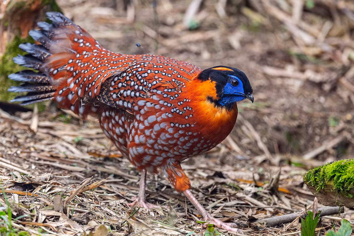  Gà lôi tía (Tragopan temminckii). Kích thước: Dài 55-64 cm. Khu vực phân bố: Lào Cai (Sa Pa, trên độ cao 2.000–3.000 mét), Yên Bái (Mù Cang Chải, độ cao 1.600 mét). Tình trạng bảo tồn: Ít quan tâm (Sách Đỏ IUCN), Rất nguy cấp (Sách Đỏ Việt Nam); IB-NĐ06/2019. Ảnh: eBird.