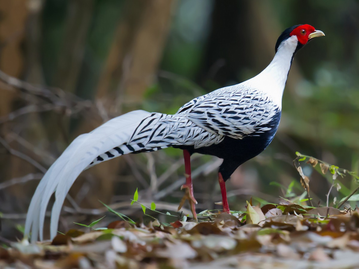  Gà lôi trắng (Lophura nycthemera). Kích thước: Dài 70-125 cm. Khu vực phân bố: Từ Bắc Bộ đến Nam Trung Bộ. Tình trạng bảo tồn: Ít quan tâm (Sách Đỏ IUCN); Ít nguy cấp (Sách Đỏ Việt Nam); IB-NĐ06/2019.