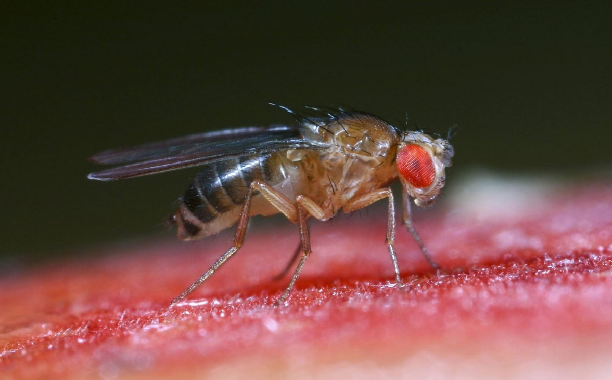 Ruồi giấm (Drosophila melanogaster) dài 3 mm, phân bố toàn cầu. Sinh sản trong rau quả phân hủy, loài ruồi này hay xuất hiện ở thùng rác của các nhà bếp. Chúng là vật thí nghiệm rất phổ biến.