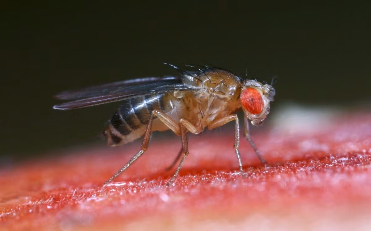 Ruồi giấm (Drosophila melanogaster) dài 3 mm, phân bố toàn cầu. Sinh sản trong rau quả phân hủy, loài ruồi này hay xuất hiện ở thùng rác của các nhà bếp. Chúng là vật thí nghiệm rất phổ biến.