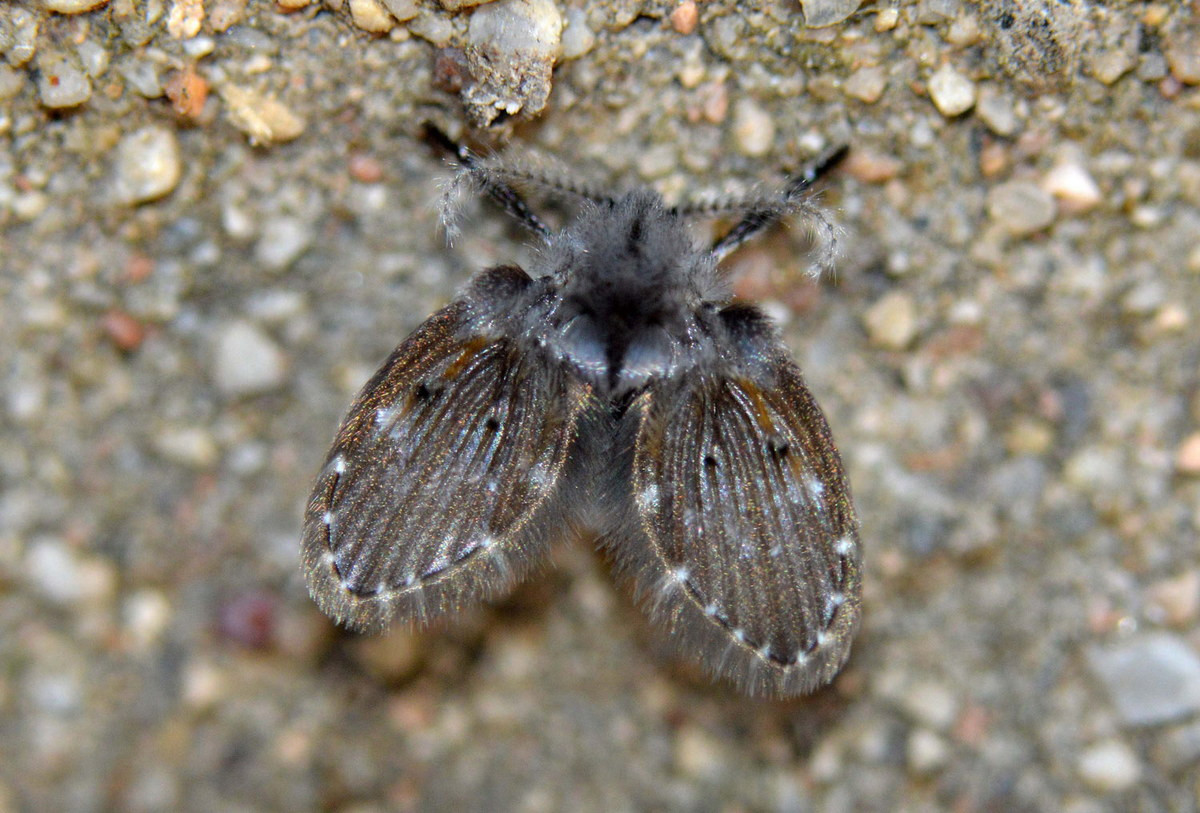 Ruồi ngài (Clogmia albipunctata) dài 3-5 mm, được bắt gặp trên khắp thế giới. Loài ruồi này trông như một con bướm ngài nhỏ xíu. Ấu trùng của chúng sống ở những nơi ẩm ướt như máng nước, hốc cây và cống rãnh.