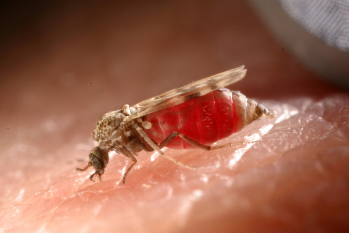 Dĩn nông trại châu Âu (Culicoides nubeculosus) dài 2 mm, phân bố rộng ở châu Âu. Loài này sinh sẳn trong bùn chứa phân hoặc nước thải. Cá thể trưởng thành hút máu ngựa và gia súc.