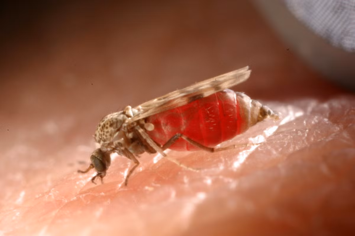 Dĩn nông trại châu Âu (Culicoides nubeculosus) dài 2 mm, phân bố rộng ở châu Âu. Loài này sinh sẳn trong bùn chứa phân hoặc nước thải. Cá thể trưởng thành hút máu ngựa và gia súc.