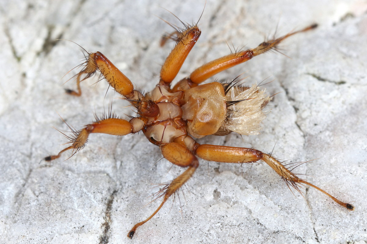Ruồi Penicillidia fulvida dài 4 mm, phân bố rộng ở châu Phi hạ Sahara. Loài ruồi không cánh, trông như con nhện này sống bằng cách hút máu. Chúng là vật ký sinh trên nhiều loài dơi.