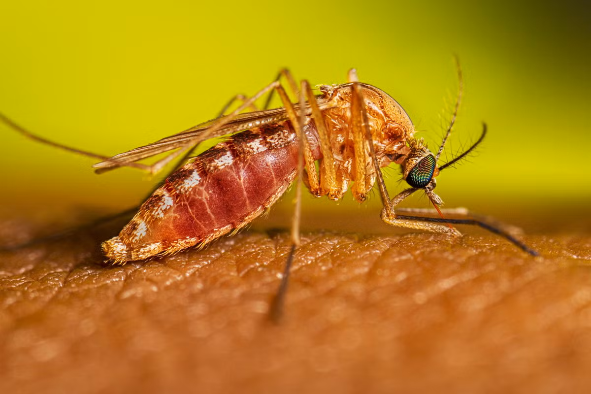 Muỗi (chi Culex) dài 6-9 mm, phân bố toàn cầu. Một số loài muỗi là vật trung gian truyền bệnh, song phần lớn là mắt xích không thể thiếu trong chuỗi thức ăn của hệ sinh thái.