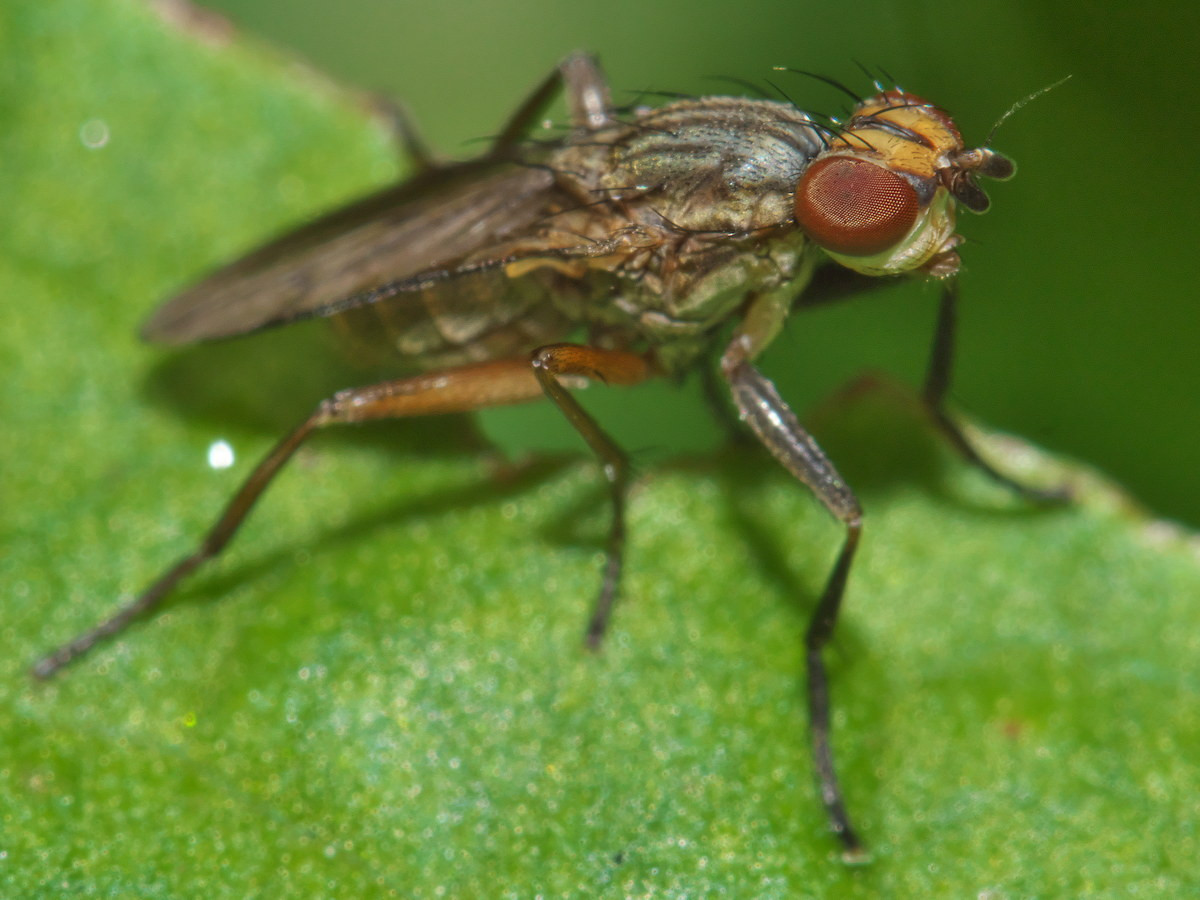 Ruồi ăn ốc sên (Pherbellia cinderella) dài 4-6 mm, xuất hiện ở các bãi cỏ ẩm và đầm lầy khắp châu Âu và châu Á. Ấu trùng của chúng ăn các loài ốc thuộc họ Ốc sên (Helicidae).