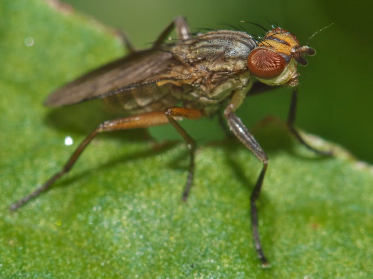 Ruồi ăn ốc sên (Pherbellia cinderella) dài 4-6 mm, xuất hiện ở các bãi cỏ ẩm và đầm lầy khắp châu Âu và châu Á. Ấu trùng của chúng ăn các loài ốc thuộc họ Ốc sên (Helicidae).