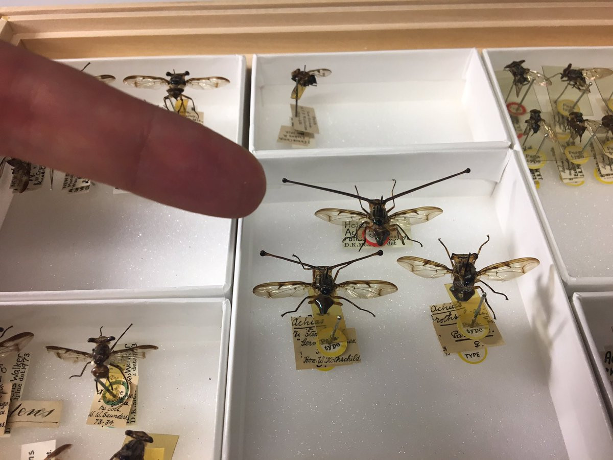 Ruồi mắt cuống (Achias rothschildi) dài 1,5-1,8 cm, được ghi nhận ở Papua New Guinea. Các cá thể đực của loài ruồi này có cuống mắt rất dài.