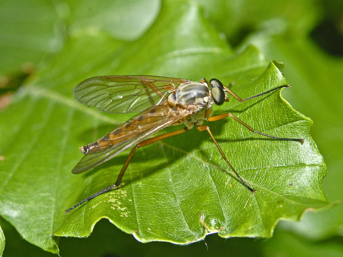 Ruồi chân dài đầm lầy (Rhagio tringarius) dài 1-1,3 cm, phân bố hầu khắp châu Âu. Sống ở thảm thực vật thấp mọc trên nền bùn lầy hay cây bụi ẩm, loài ruồi này săn mồi là các côn trùng nhỏ.