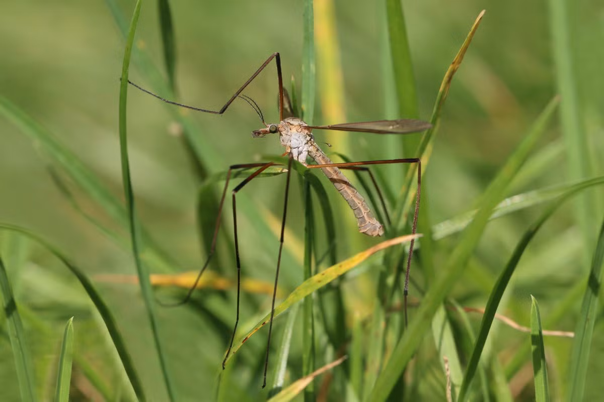 Muỗi sếu đầm lầy (Tipula oleracea) dài 2,5 cm, có nguồn gốc từ châu Âu. Loài muổi có chân rất dài này chỉ sống ở nơi có nước. Chúng đã xâm nhập vào Bắc Mỹ và các vùng cao ở Nam Mỹ.