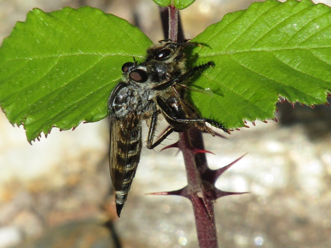 Ruồi xanh lớn ăn sâu bọ (Blepharotes splendidissimus) dài 3,5-5 cm, phân bố ở Đông Australia. Loài ruồi khổng lồ này săn các con mồi khá lớn trên không. Chúng phát ra âm thành vù vù đặc trưng khi bay.