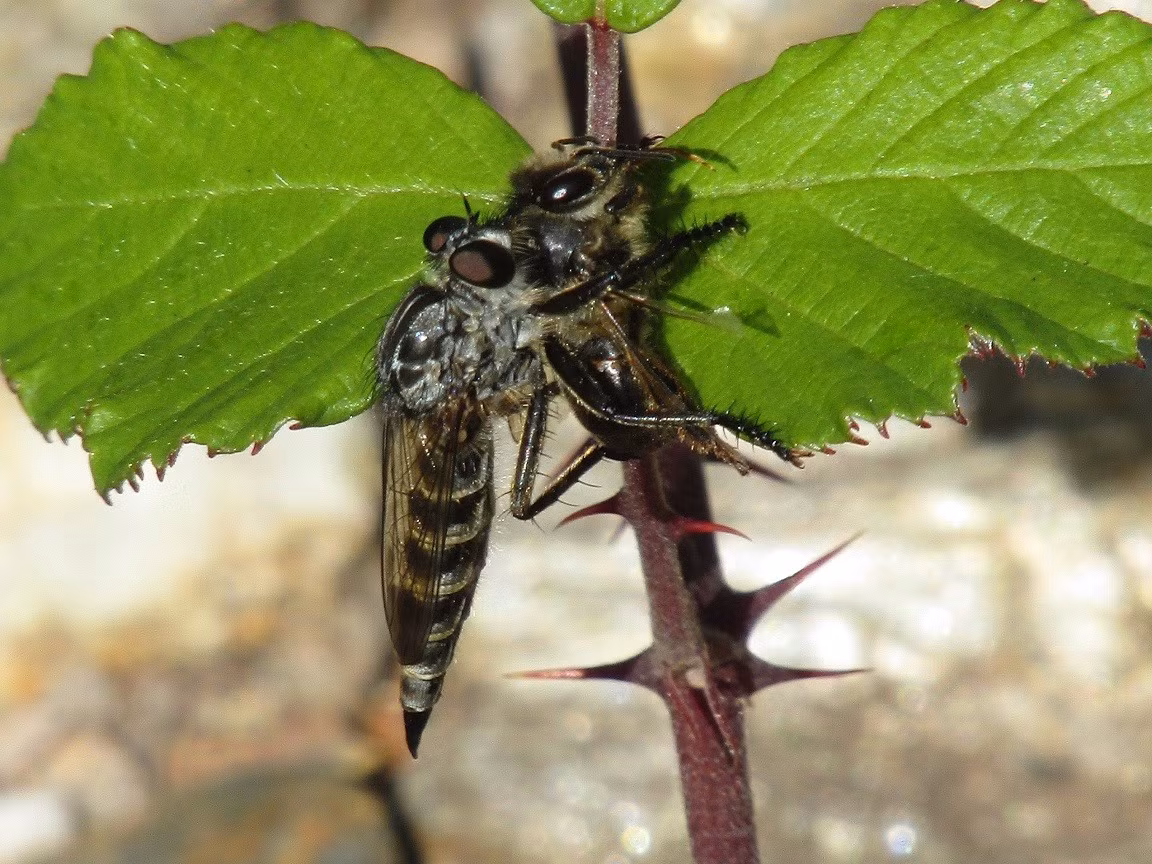 Ruồi xanh lớn ăn sâu bọ (Blepharotes splendidissimus) dài 3,5-5 cm, phân bố ở Đông Australia. Loài ruồi khổng lồ này săn các con mồi khá lớn trên không. Chúng phát ra âm thành vù vù đặc trưng khi bay.