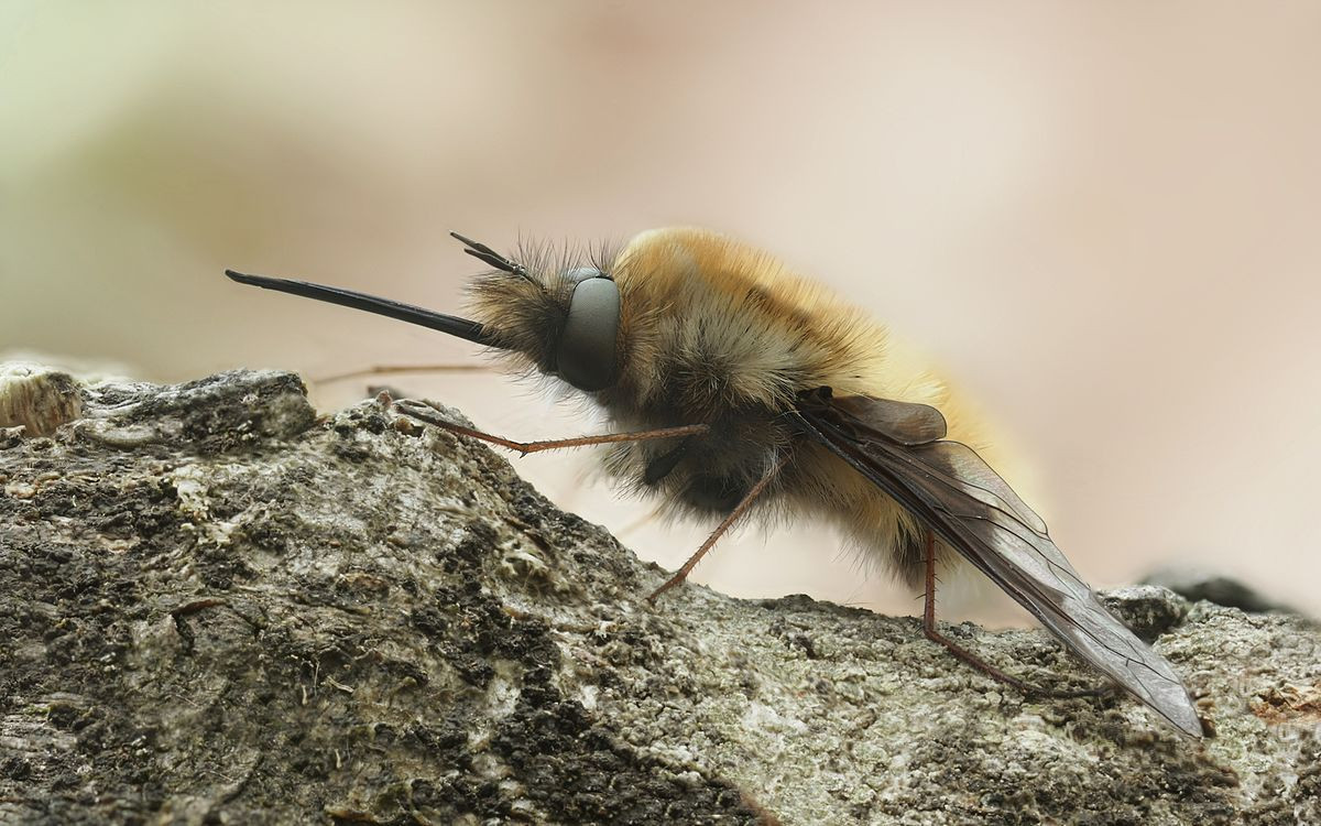 Ruồi ong (Bombylius major) dài 1-1,6 cm, phân bố rộng ở các vùng cận nhiệt đới Bắc bán cầu. Cá thể trưởng thành của chúng hút mật hoa, còn ấu trùng ký sinh trong tổ ong.