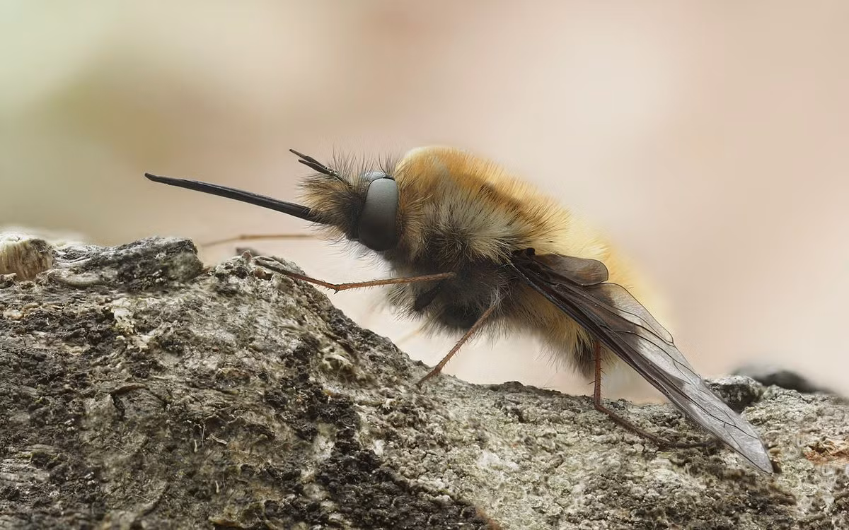 Ruồi ong (Bombylius major) dài 1-1,6 cm, phân bố rộng ở các vùng cận nhiệt đới Bắc bán cầu. Cá thể trưởng thành của chúng hút mật hoa, còn ấu trùng ký sinh trong tổ ong.
