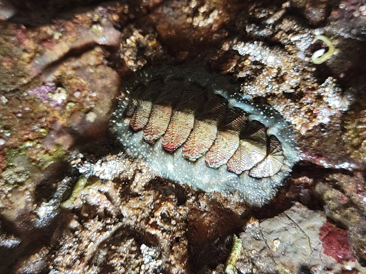 Song kinh lông cứng (Mopalia ciliata) dài 5-8 cm, sống ở vùng bờ biển Thái Bình Dương của Bắc Mỹ. Phần đai của loài song kinh này có lông. Đôi khi chúng xuất hiện dưới đáy các tàu thuyền neo đậu lâu ngày.