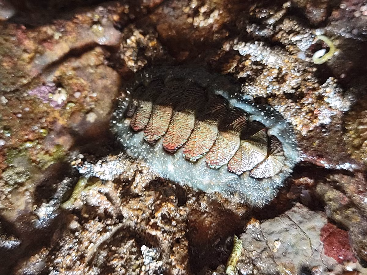 Song kinh lông cứng (Mopalia ciliata) dài 5-8 cm, sống ở vùng bờ biển Thái Bình Dương của Bắc Mỹ. Phần đai của loài song kinh này có lông. Đôi khi chúng xuất hiện dưới đáy các tàu thuyền neo đậu lâu ngày.