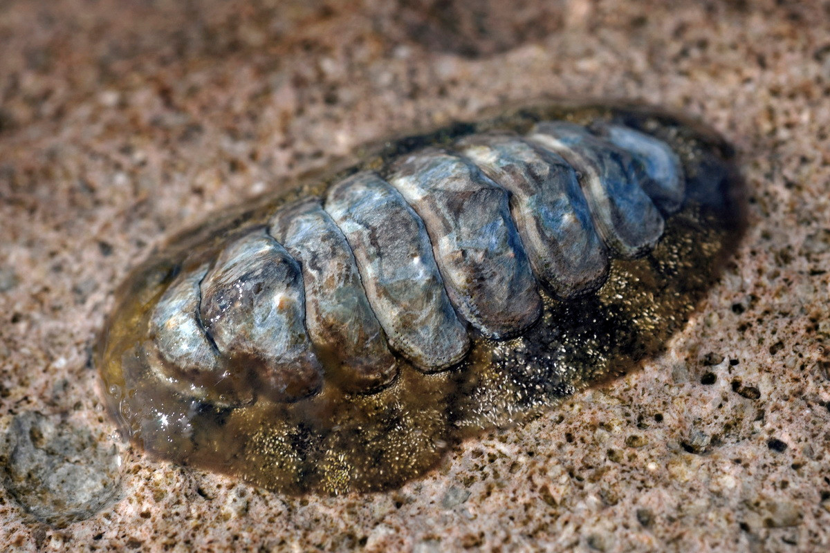 Song kinh lông tơ Caribbean (Acanthopleura granulata) dài 2-8 cm, cư trú ở khu vực Carribean. Loài song kinh có diềm gai nhọn này chịu được ánh sáng mặt trời và có thể sống ở những nơi cao như vùng gian triều.