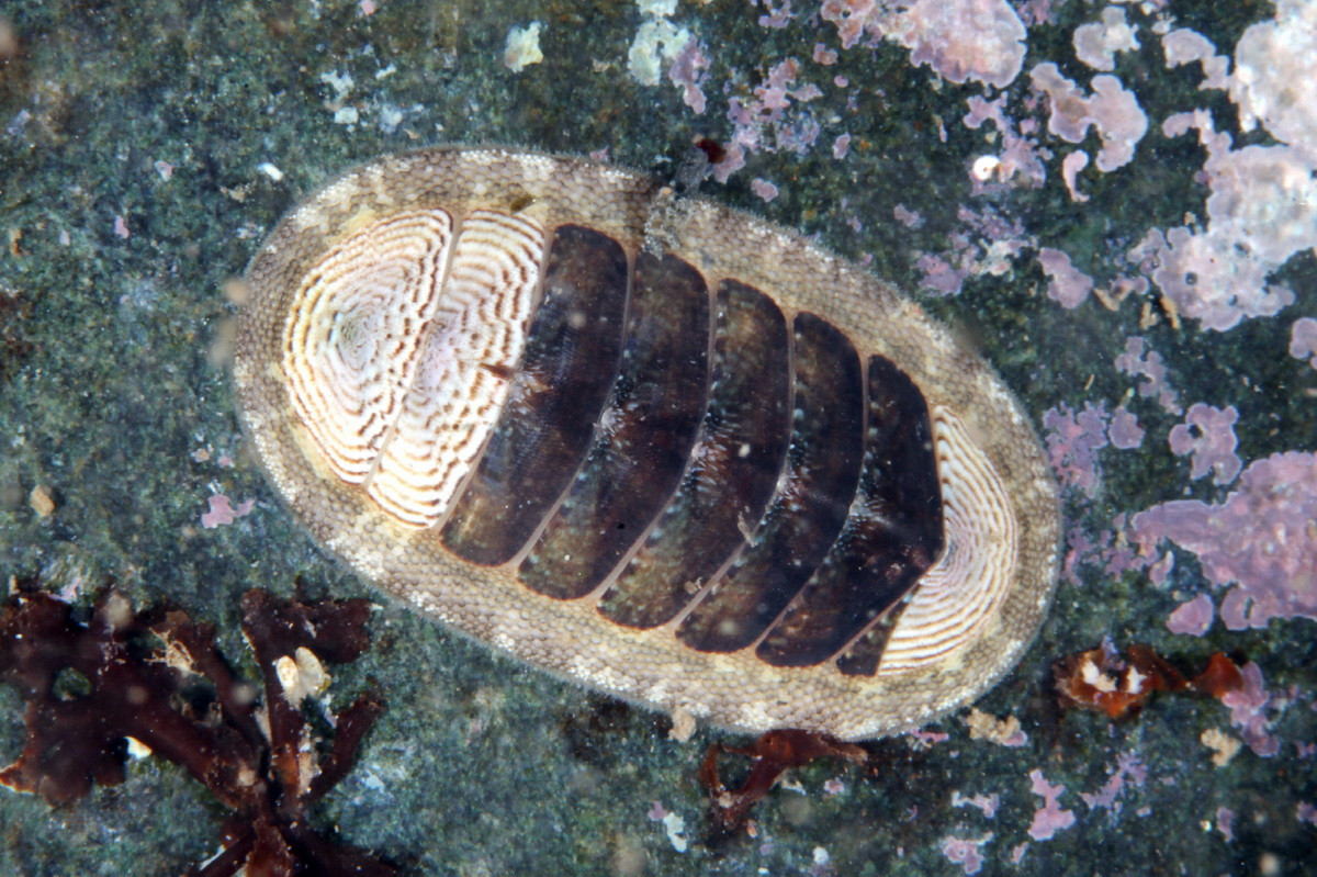 Song kinh lòng thuyền (Ischnochiton comptus) dài 2,5 cm, phổ biến ở vùng gian triều ven bờ Tây của Đại Tây Dương. Các loài song kinh thuộc chi Ischnochiton có đặc trưng là có vảy hoặc gai trên diềm.