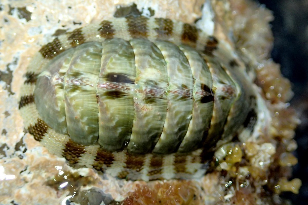  Song kinh cẩm thạch (Chiton marmoratus) dài 8 cm, phân bố ở vùng biển Caribbean. Tương tự các loài ốc song kinh khác, các mảnh vỏ của loài này được cấu tạo hoàn toàn từ khoáng chất aragonite.