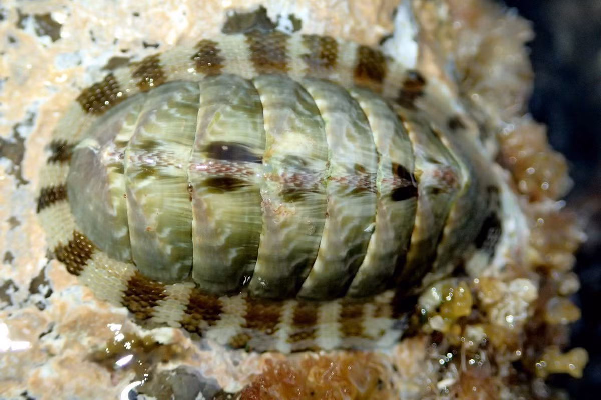  Song kinh cẩm thạch (Chiton marmoratus) dài 8 cm, phân bố ở vùng biển Caribbean. Tương tự các loài ốc song kinh khác, các mảnh vỏ của loài này được cấu tạo hoàn toàn từ khoáng chất aragonite.