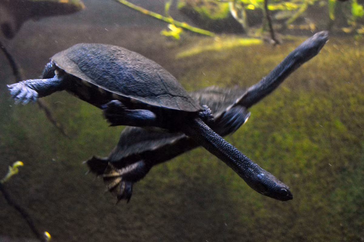 Rùa cổ rắn Úc (Chelodina longicollis) dài 25 cm, phân bố ở Australia. Loài rùa nước ngọt nhút nhát này có cổ dài bất thường, hữu dụng khi chúng vươn đầu lên mặt nước để bắt mồi.