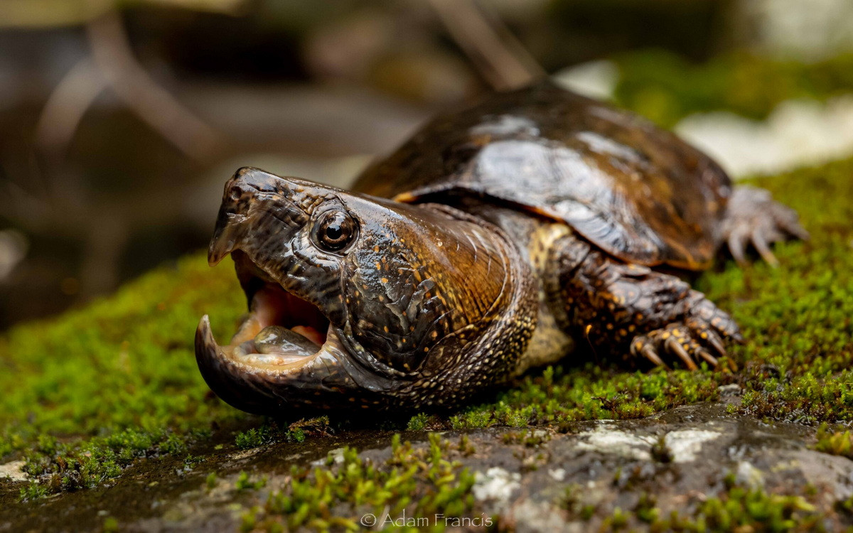 Rùa đầu to (Platysternon megacephalum) dài 18 cm, phân bố ở Nam Á và Đông Nam Á, gồm Việt Nam. Loài rùa nhỏ sống trong các dòng suối này có thân dẹt, đầu rất lớn, hàm khỏe và đuôi dài. Chúng thường bò sát đáy suối chứ hiếm khi bơi.