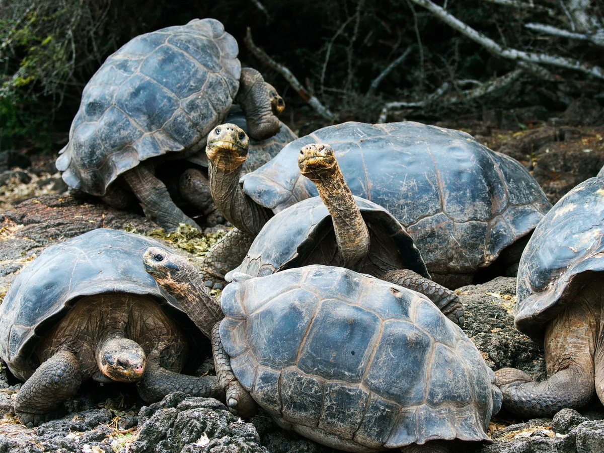 Rùa cạn Galapagos (Chelonoidis elephantopus) dài 1,2 mét, phân bố ở quần đảo Galapagos. Loài rùa chủ yếu ăn thực vật này là loài rùa cạn lớn bậc nhất thế giới. Chúng có đến 11 phân loài sống trên những hòn đảo khác nhau ở Galapagos.