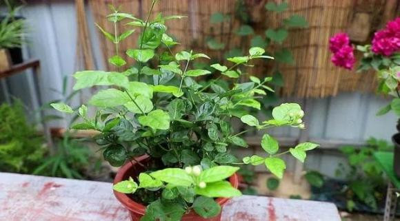 Bon dau hieu nay xuat hien trong nha, ban da an o rat tot!