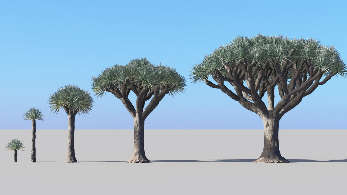 Những quả mọng xuất hiện sau khi hoa tàn. Sau đó những chồi non bật lên và cây bắt đầu phân nhánh. Mỗi nhánh sinh trưởng khoảng 10 tới 15 năm rồi lai tiếp tục sinh ra những nhánh cấp hai. Sau đó các nhánh cấp hai lại sinh thêm các nhánh cấp ba, tạo thành hình dạng như cái ô.