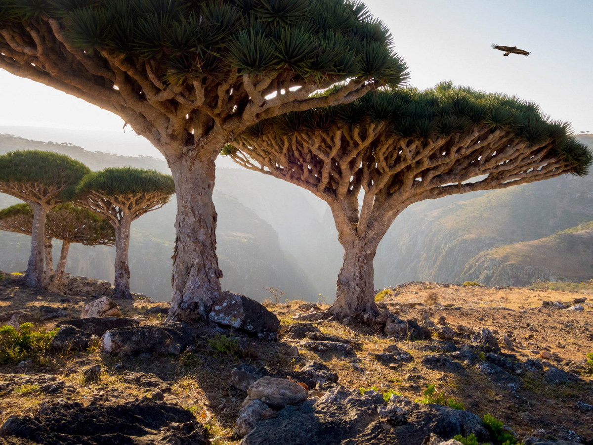 Được biết, Socotra được mệnh danh là “Galapagos của Ấn Độ Dương” bởi đây là nơi sinh sống của nhiều loài động thực vật đặc hữu kỳ lạ. Vào năm 2008, quần đảo Socotra đã được UNESCO đưa vào danh sách di sản thiên nhiên thế giới.