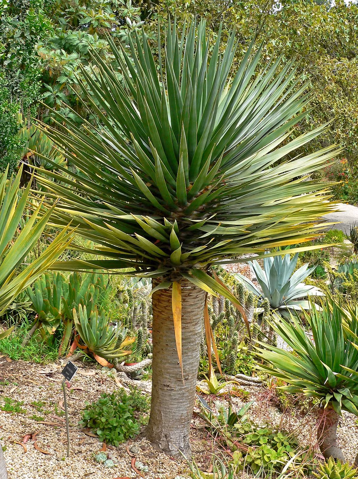 Về mặt sinh học, cây máu rồng có kiểu sinh trưởng rất khác thường. Khi cây còn nhỏ, chúng chỉ có một thân thẳng. Sau khoảng 10 tới 15 năm, thân cây ngừng phát triển và những bông hoa màu trắng có mùi thơm như hoa loa kèn xuất hiện.