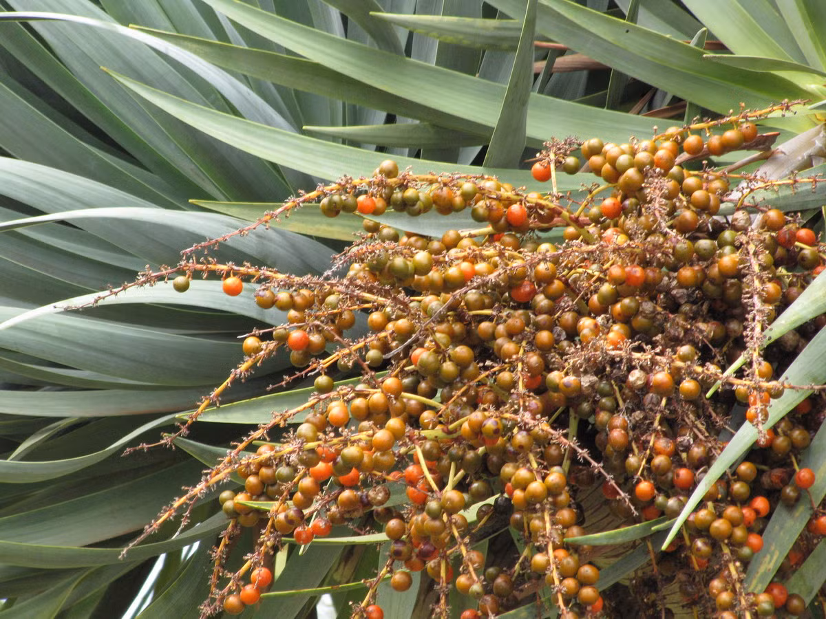 Quả của cây máu rồng được người dân đảo Socotra dùng làm thức ăn cho bò và dê. Trong khi vỏ cây có thể được tận dụng làm nguyên liệu bào chế mỹ phẩm.