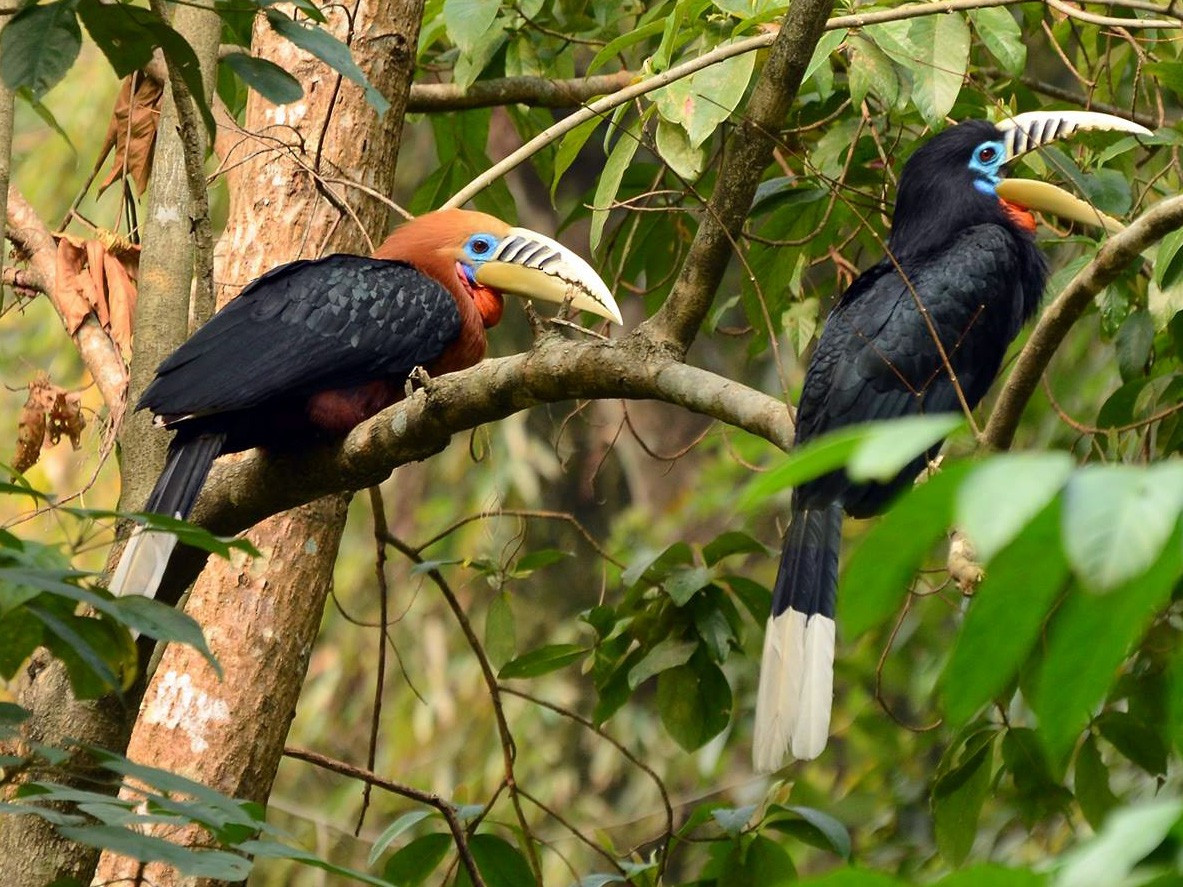 Niệc cổ hung (Aceros nipalensis) dài 90-110 cm, phân bố ở Nam Á và Đông Nam Á, gồm Việt Nam. Là loài lưỡng sắc giới tính, con trống của chúng có lông đầu màu hạt dẻ, còn con mái màu đen.