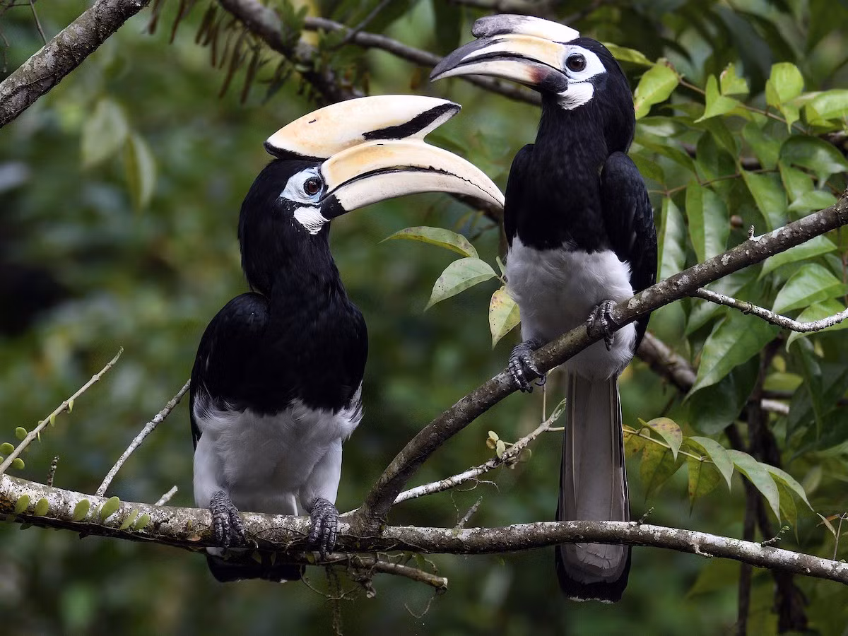 Cao cát bụng trắng (Anthracoceros albirostris) dài 70 cm, phân bố từ khu vực Himalaya đến Bali, gồm Việt Nam. Đây là loài phân bố rộng nhất trong các loài cao cát trắng đen châu Á. Chúng được ghi nhận cả trên các vùng đất canh tác.
