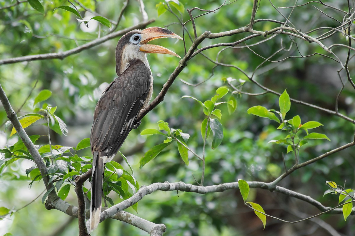 Niệc nâu (Anorrhinus austeni) dài 70-80 cm, được ghi nhận ở các khu rừng từ Đông Bắc Ấn Độ đến miền Nam Việt Nam. Ngoài trái cây, loài này còn ăn nhiều động vật nhỏ, gồm cả trứng và con non của các loài chim khác.