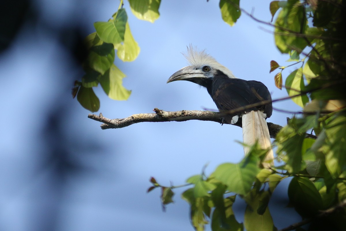 Niệc đầu trắng (Aceros comatus) dài 83-102 cm, phân bố ở Đông Nam Á lục địa và các đảo Borneo và Sumatra (ở Việt Nam chỉ mới phát hiện ở tỉnh Quảng Trị). Loài chim này được nhận dạng nhờ chỏm lông màu trắng dựng lên trên chiếc mào ở đầu.