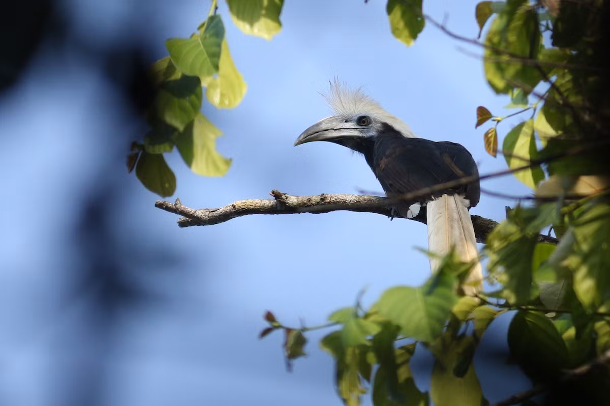 Niệc đầu trắng (Aceros comatus) dài 83-102 cm, phân bố ở Đông Nam Á lục địa và các đảo Borneo và Sumatra (ở Việt Nam chỉ mới phát hiện ở tỉnh Quảng Trị). Loài chim này được nhận dạng nhờ chỏm lông màu trắng dựng lên trên chiếc mào ở đầu.