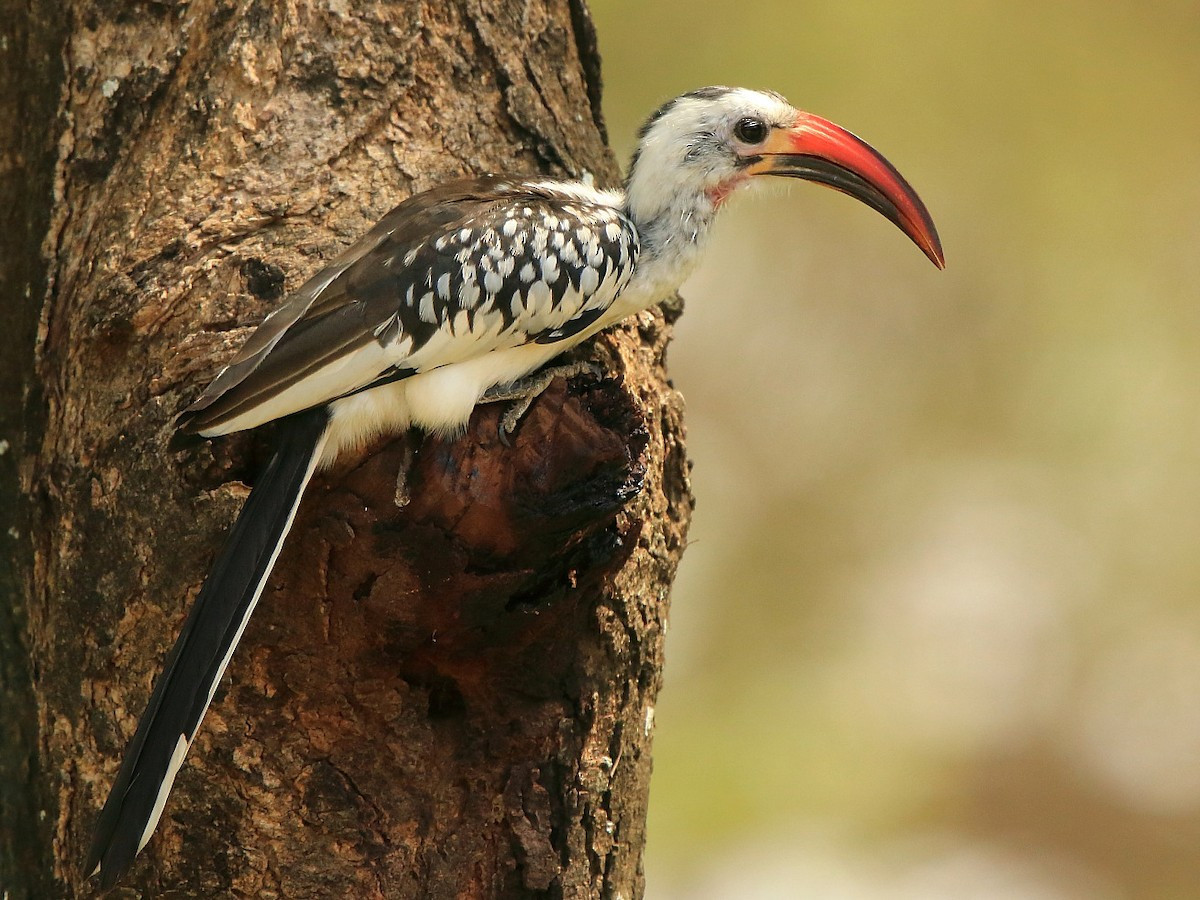 Niệc mỏ đỏ (Tockus erythrorhynchus) dài 42-45 cm, sinh sống ở các xavan và từng thưa từ Senegal tới Nam Phi. Chúng thuộc một chi gồm những loài chim săn mồi nhỏ, hầu hết có mỏ màu đỏ hay vàng.