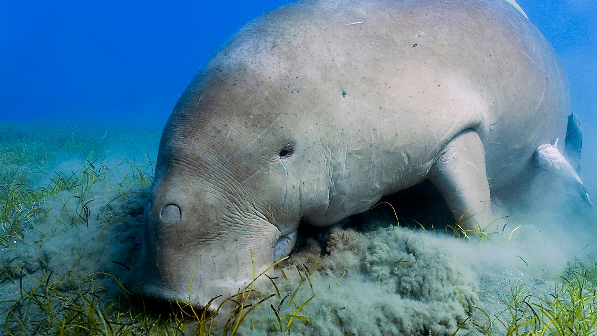 Hộp sọ và hàm răng bò biển độc đáo. Mõm của chúng hếch hẳn xuống, là một sự thích nghi để kiếm ăn trong các quần thể cỏ biển mọc trên nền biển. Răng hàm của chúng đơn giản, không có cấu trúc phức tạp như các loài họ hàng. Ảnh: Live Science.