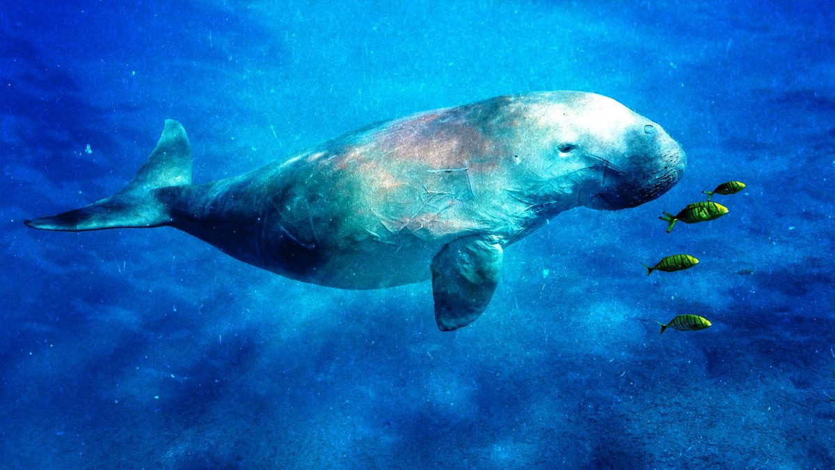 Trong Sách Đỏ Việt Nam, bò biến được xếp vào diện Cực kỳ nguy cấp. Trong Sách Đỏ UICN, chúng được coi là loài Sắp nguy cấp. Ảnh: The Daily Beast.