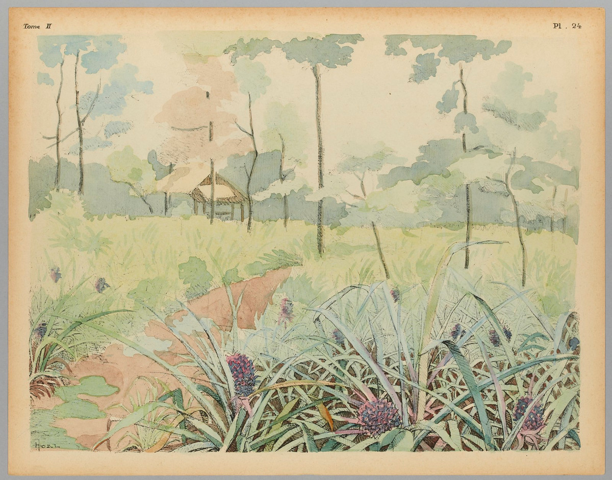 Trên cánh đồng trồng dứa.