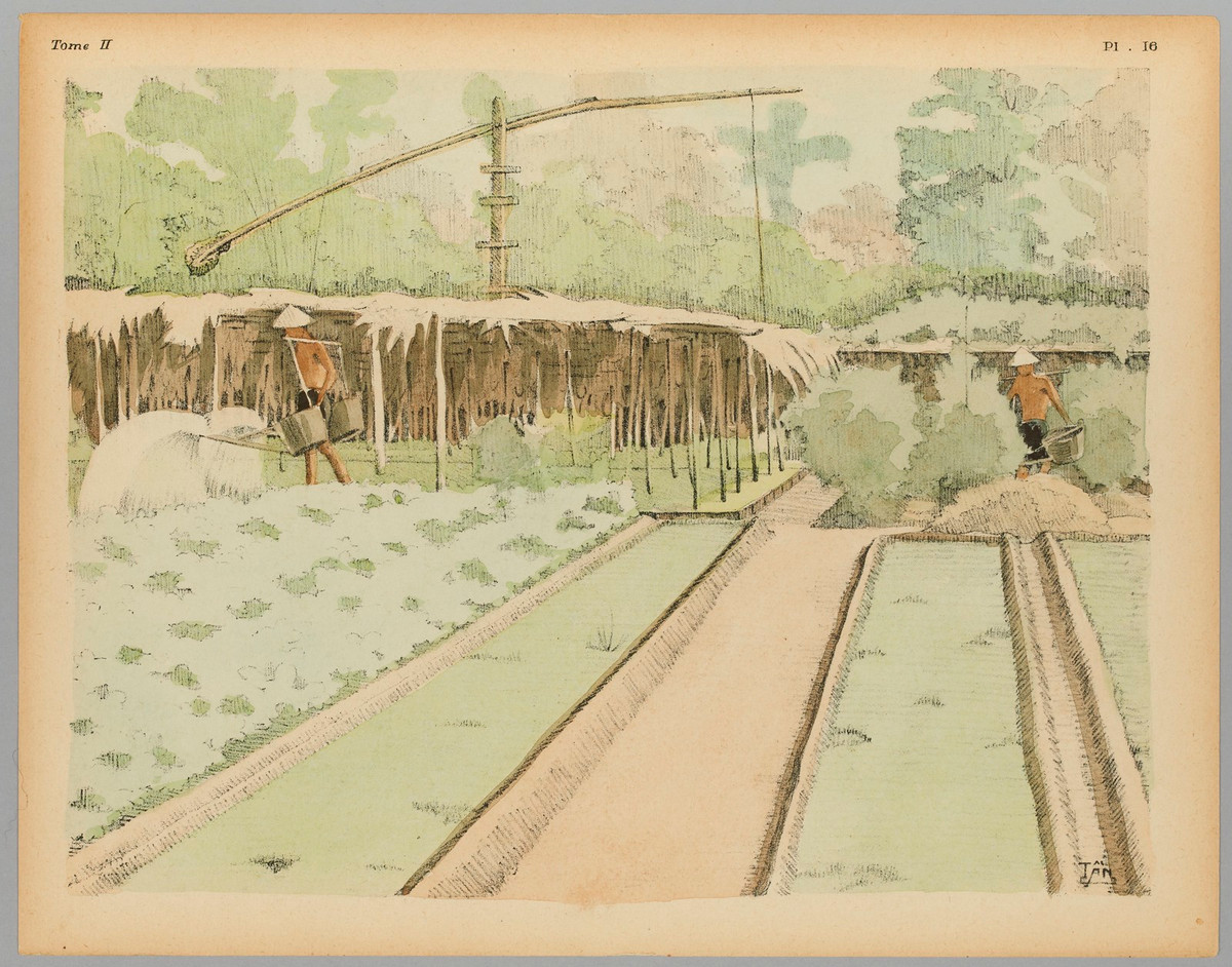 Những người nông dân chăm sóc ruộng rau.