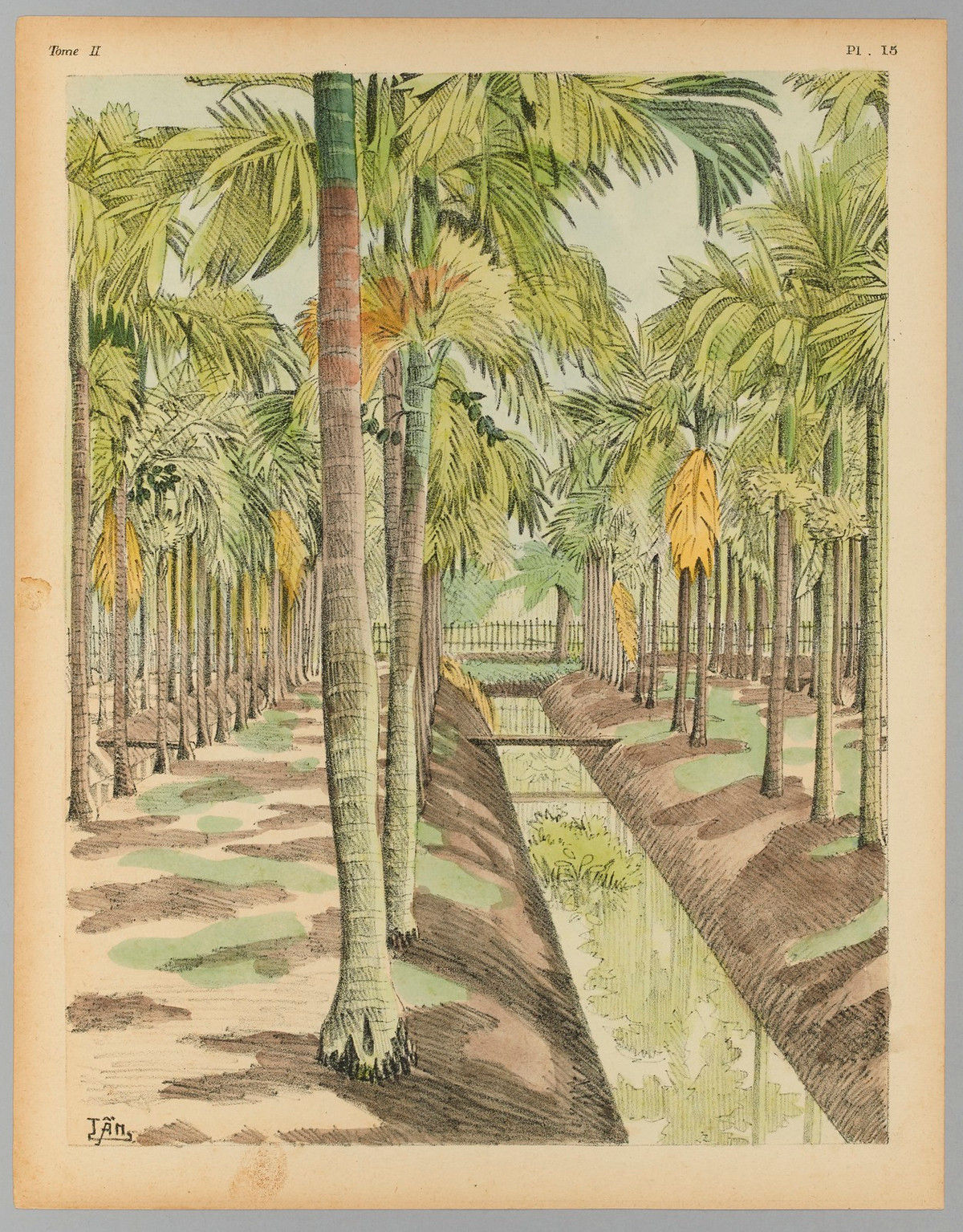 Trong một vườn cau.